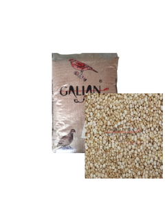 QUINOA BLANCA 25 KG